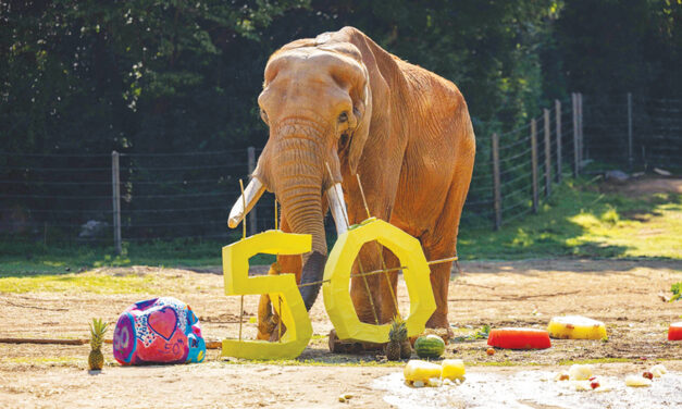 NC Zoo Celebrates 50 Wild Years With C’sar The Elephant