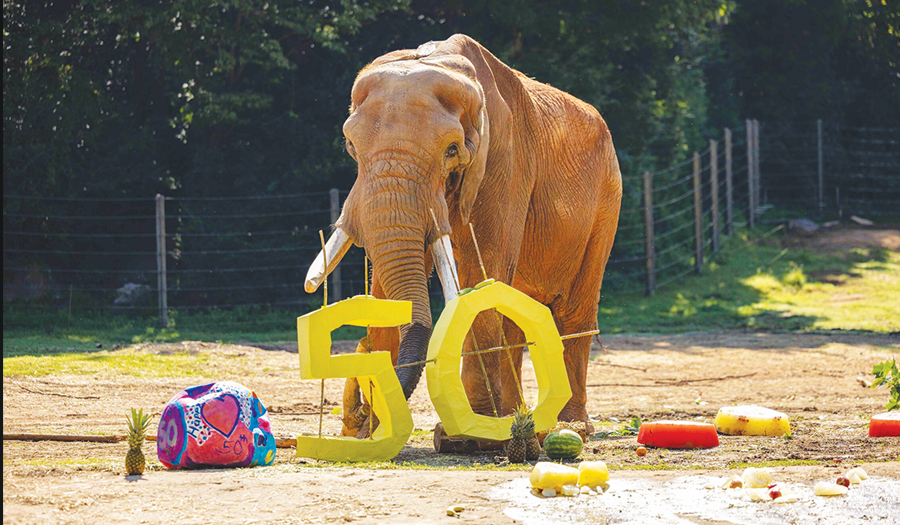 NC Zoo Celebrates 50 Wild Years With C’sar The Elephant