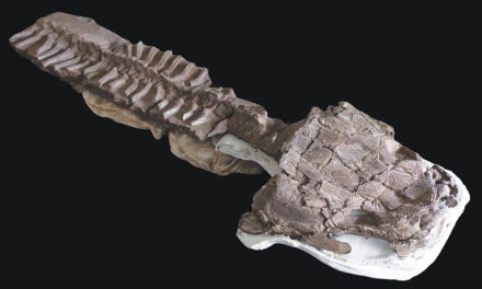 Fossils Show Huge Salamanderlike Predator With Sharp Fangs Existed Before The Dinosaurs