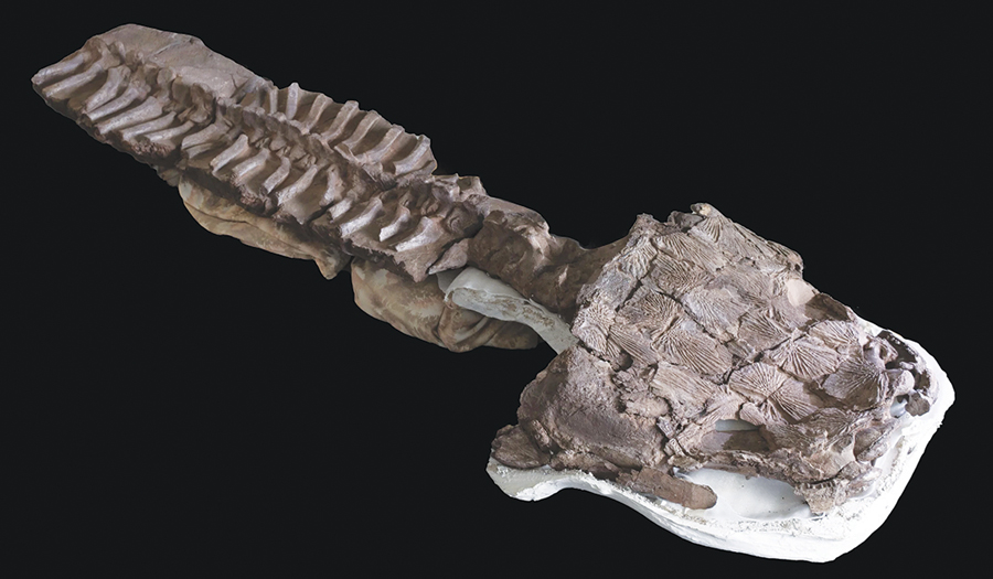 Fossils Show Huge Salamanderlike Predator With Sharp Fangs Existed Before The Dinosaurs