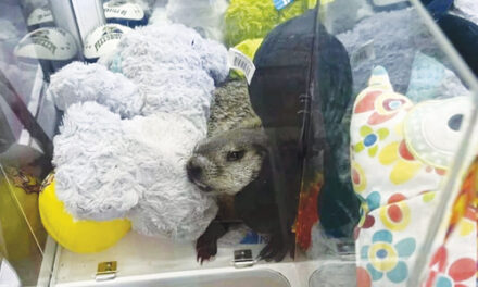 A Stowaway Groundhog Is  Elevated To Local Icon