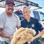 Tortoise Escapes Then Rescued From Arizona Highway