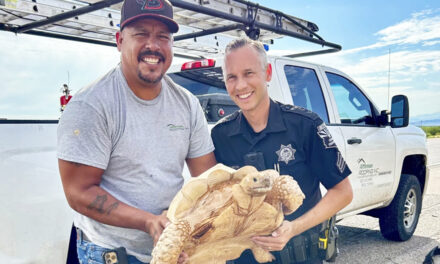 Tortoise Escapes Then Rescued From Arizona Highway