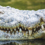 Australian Authorities Euthanize 16-Foot Crocodile Blamed For  Two Fatal Attacks In A Month