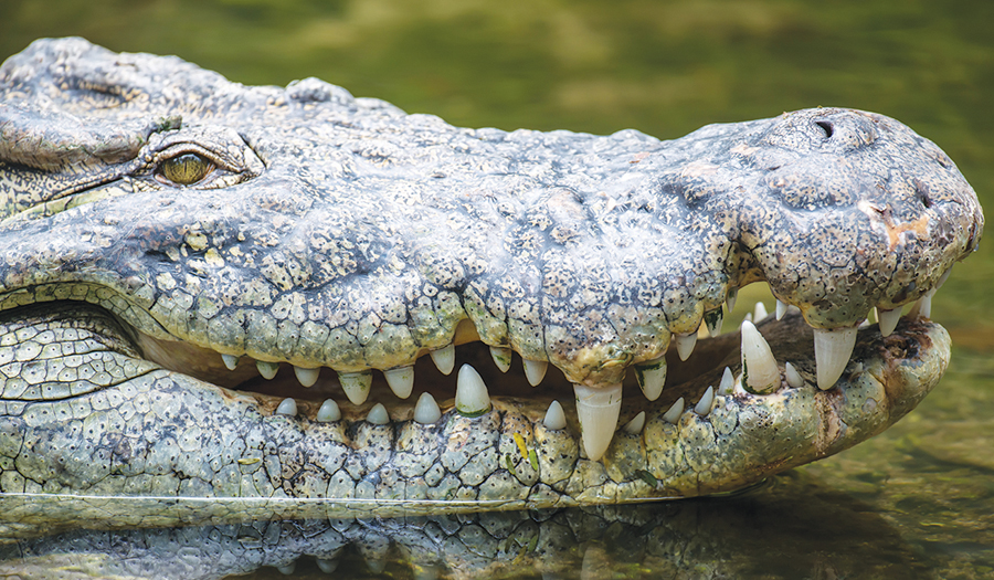 Australian Authorities Euthanize 16-Foot Crocodile Blamed For  Two Fatal Attacks In A Month