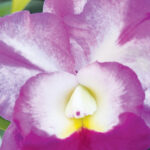 Ironwood Estate Orchids Open House, Sept. 14 – Sept. 22