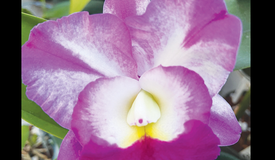 Ironwood Estate Orchids Open House, Sept. 14 – Sept. 22