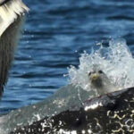 Humpback Whale Accidentally Catches A Seal