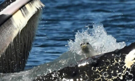 Humpback Whale Accidentally Catches A Seal