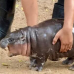 Adorable Pygmy Hippo  Inspires Thousands Of Memes