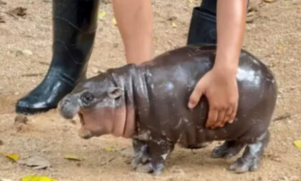 Adorable Pygmy Hippo  Inspires Thousands Of Memes