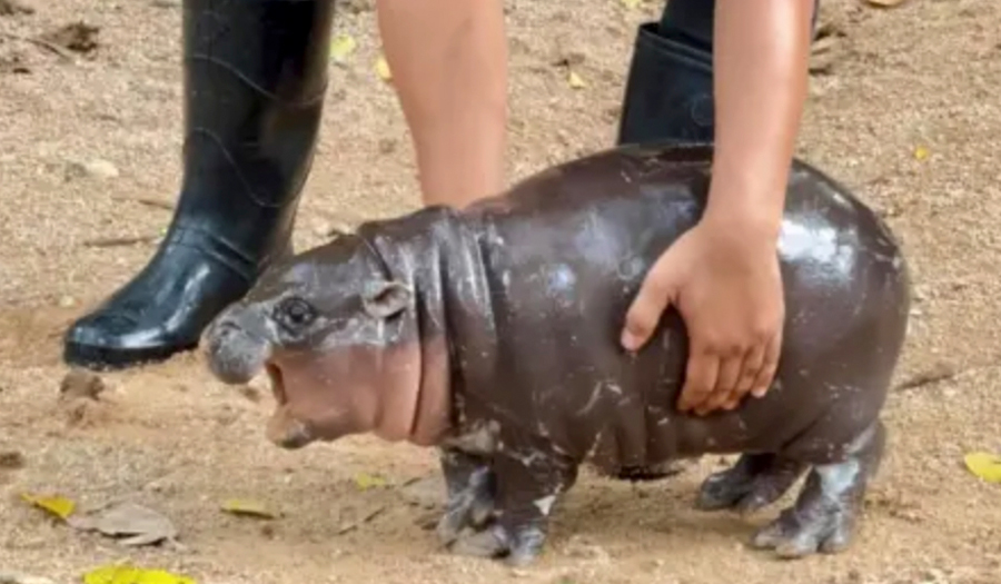 Adorable Pygmy Hippo  Inspires Thousands Of Memes