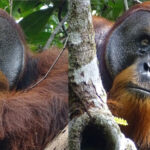 Wild Orangutan Used A  Medicinal Plant To Treat Wound