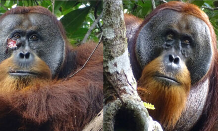 Wild Orangutan Used A  Medicinal Plant To Treat Wound