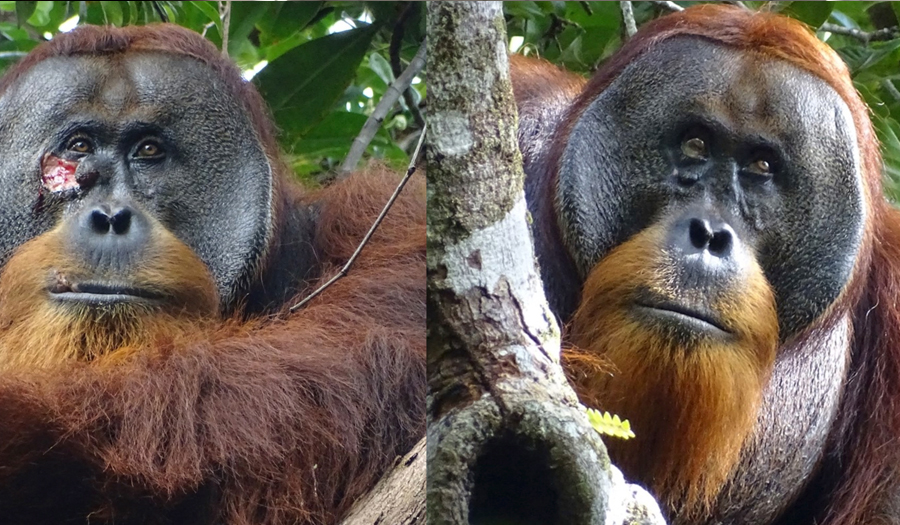 Wild Orangutan Used A  Medicinal Plant To Treat Wound