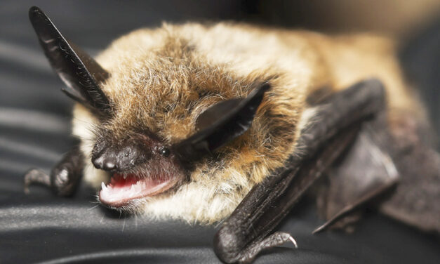 It’s Halloween. That Means It’s Time For A Bat Beauty Contest