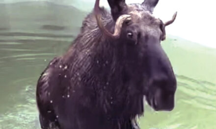 There’s A Moose On The Loose In A NH Swimming Pool