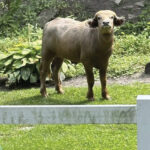 Former Owner Of Water Buffalo That Roamed Iowa Suburb For Days Pleads Guilty