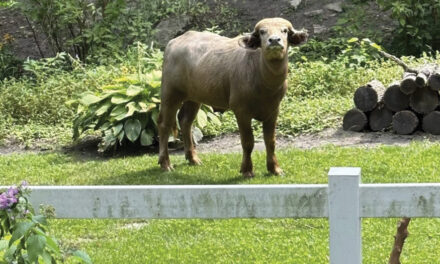 Former Owner Of Water Buffalo That Roamed Iowa Suburb For Days Pleads Guilty