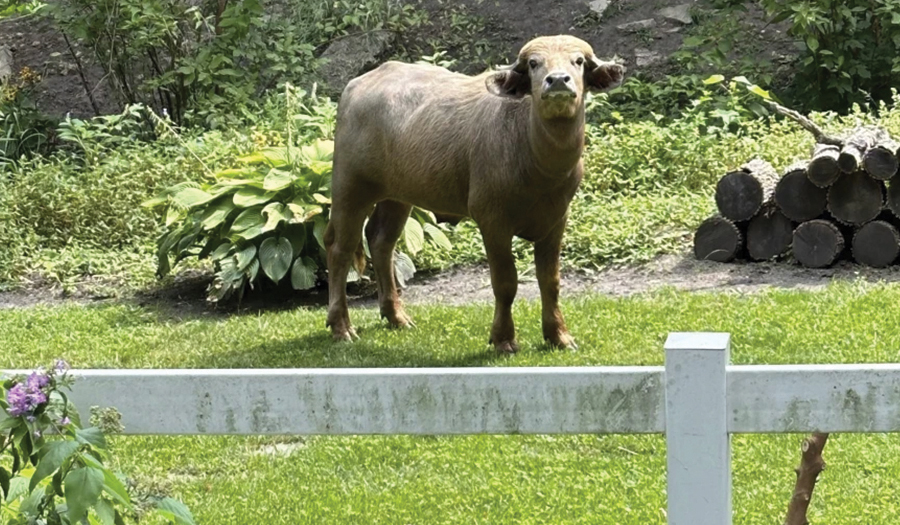 Former Owner Of Water Buffalo That Roamed Iowa Suburb For Days Pleads Guilty