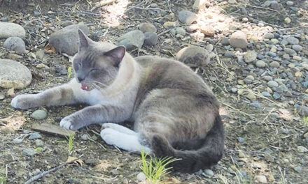 A Lost Cat’s 2-Month, 900-Mile Journey Home To California