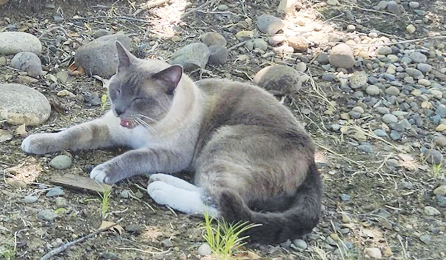 A Lost Cat’s 2-Month, 900-Mile Journey Home To California