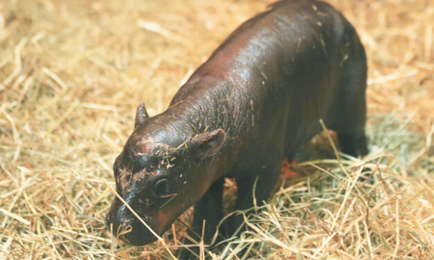 2 Adorable Pygmy Hippos Pitted Against Each Other In Cuteness Contest