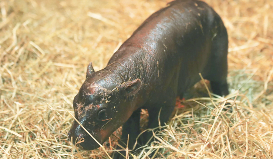 2 Adorable Pygmy Hippos Pitted Against Each Other In Cuteness Contest