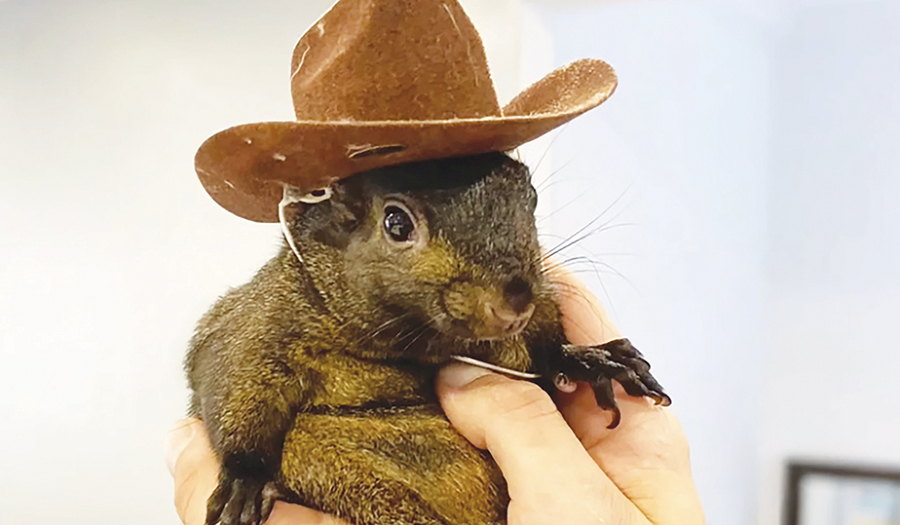 Instagram-Famous Squirrel Named Peanut Seized By New York State Authorities