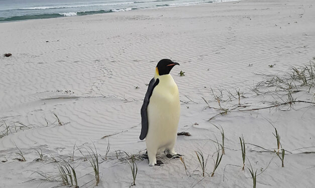 First Emperor Penguin Known To Reach Australia