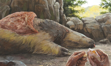 Giant Sloths And Mastodons Lived With Humans For  Millennia In The Americas