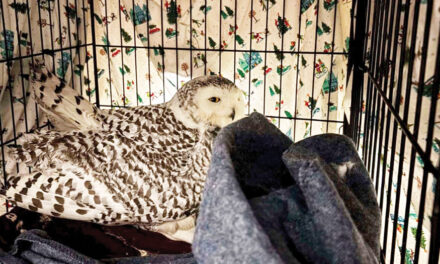 Snowy Owl Rescued From Car Grille By MN Woman Who Saved Another Bird Hours Earlier