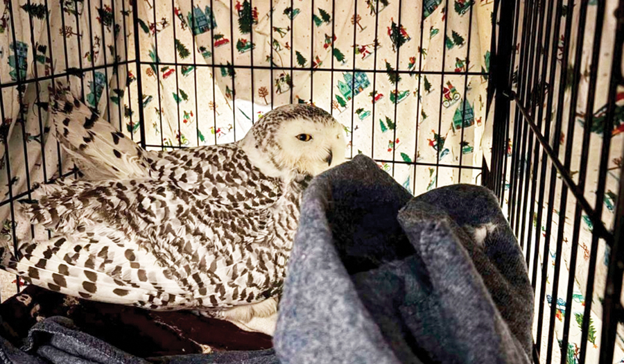 Snowy Owl Rescued From Car Grille By MN Woman Who Saved Another Bird Hours Earlier