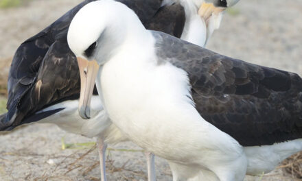 Oldest-Known Wild Bird Lays An Egg In Hawaii At Age 74