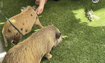 Baby Pigs Get Christmas  Pardon From Florida Mayor