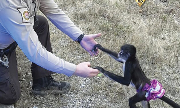 Spider Monkey Who Escaped In A Tutu Is Captured