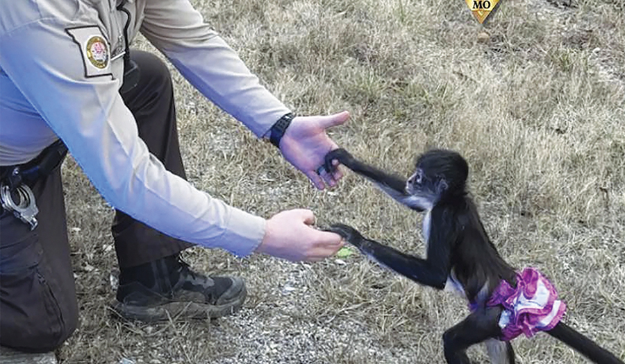 Spider Monkey Who Escaped In A Tutu Is Captured