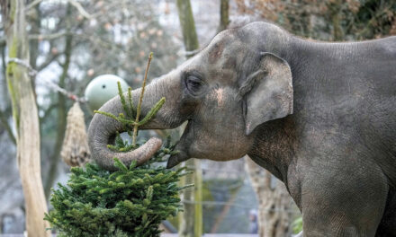 It’s Christmas For The Elephants As Unsold Trees Are Fed To The Animals At Berlin Zoo