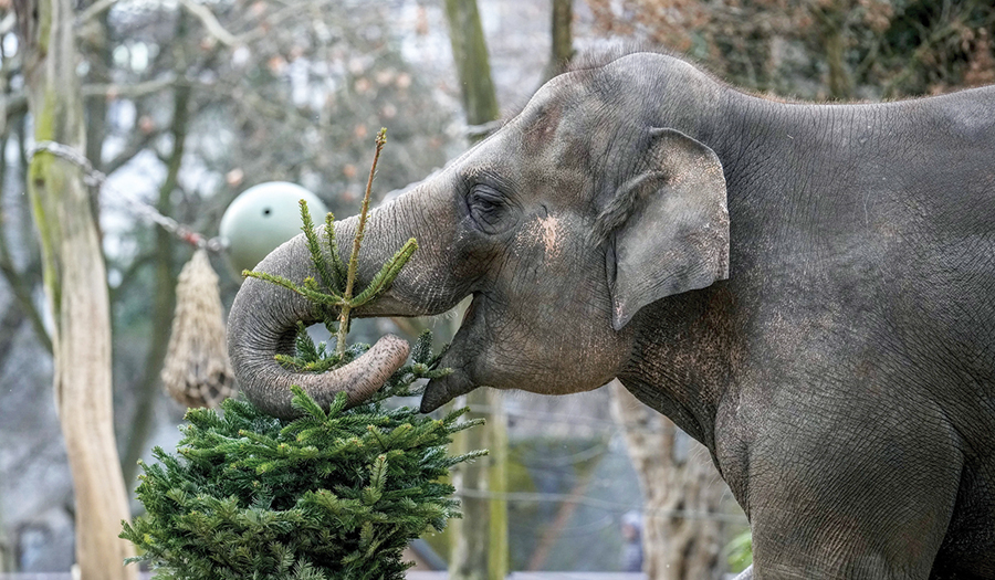 It’s Christmas For The Elephants As Unsold Trees Are Fed To The Animals At Berlin Zoo