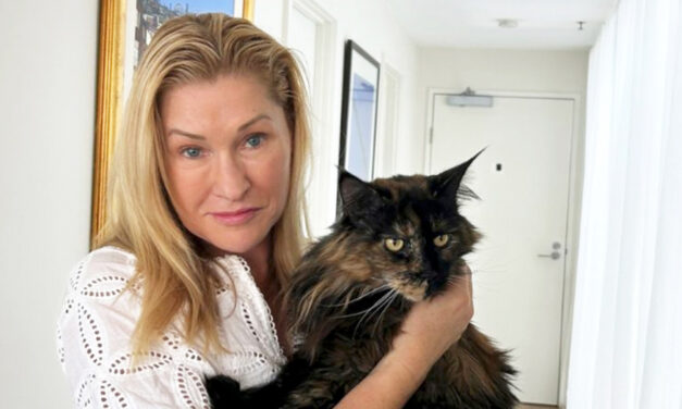 Mittens The Cat Is Mistakenly Left On A Plane And Becomes A Frequent Flyer