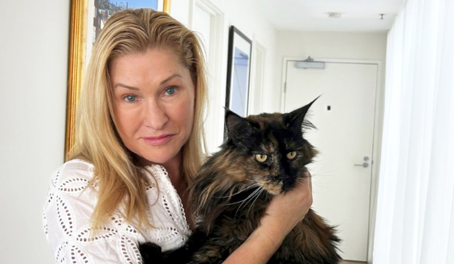 Mittens The Cat Is Mistakenly Left On A Plane And Becomes A Frequent Flyer