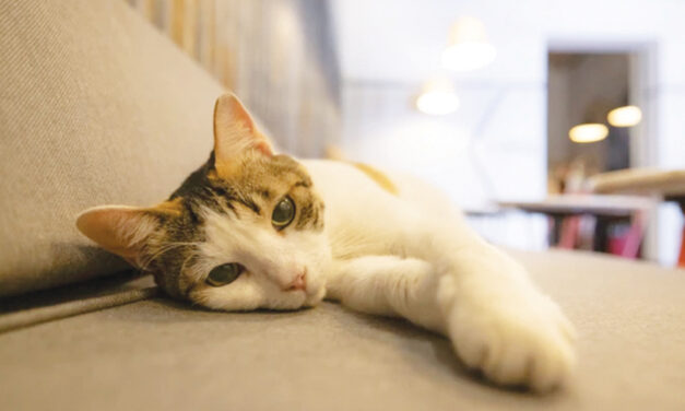 Cats Won’t Be Banned In  Scotland, Government Confirms