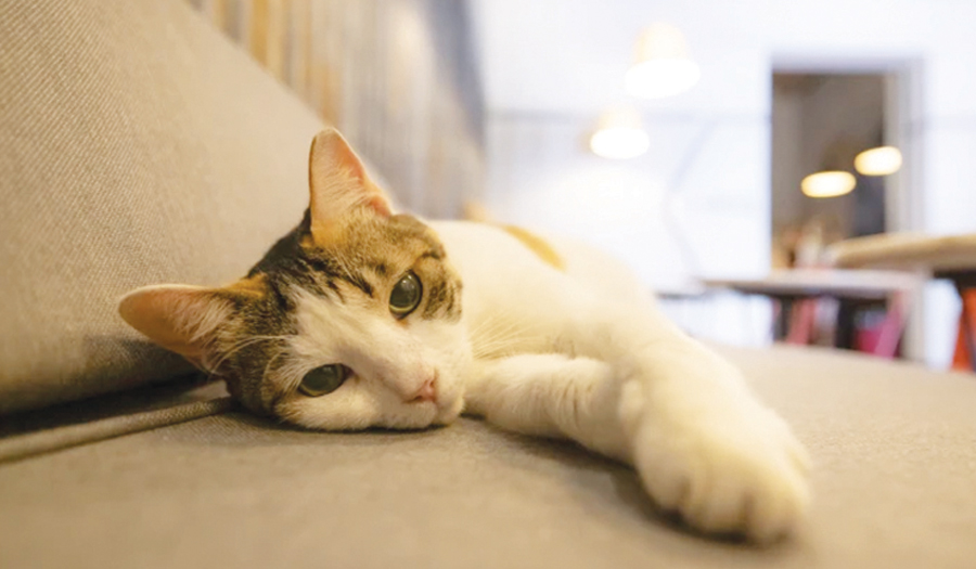 Cats Won’t Be Banned In  Scotland, Government Confirms