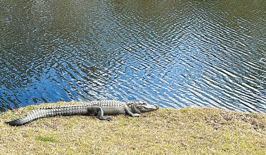 South Carolina Apartment Complex Holds  Vigil For Walter The Alligator