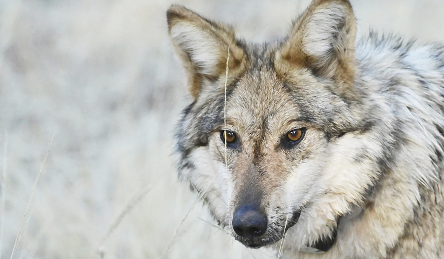 More Endangered Mexican Gray Wolves Are Roaming The Southwestern US, Survey Shows