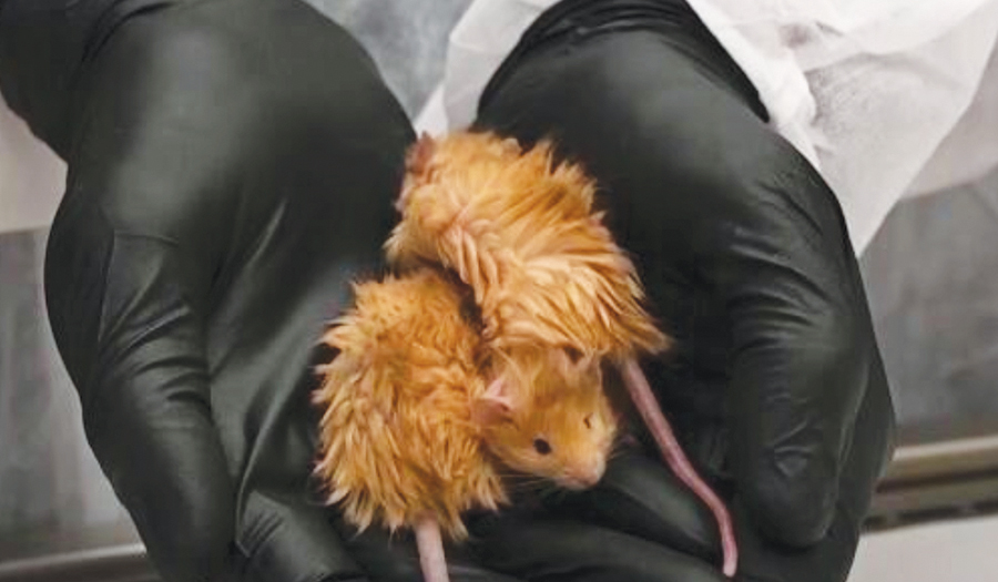 Genetically Engineer Mice To Look Like A Woolly Mammoth