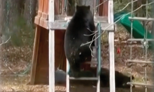 Bear Is Spotted Playing On Family’s Backyard Slide