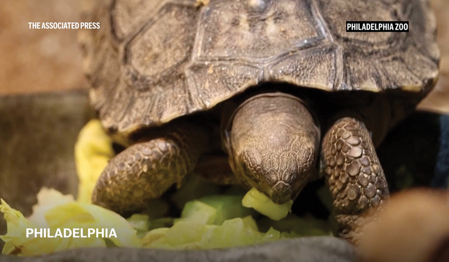 Galapagos Tortoises At  Philadelphia Zoo Become  First-Time Parents At Nearly 100
