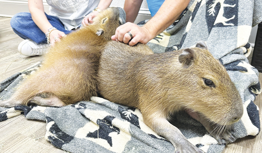 Giant Rodents Cuddle With  Visitors At The Capybara  Cafe In Florida