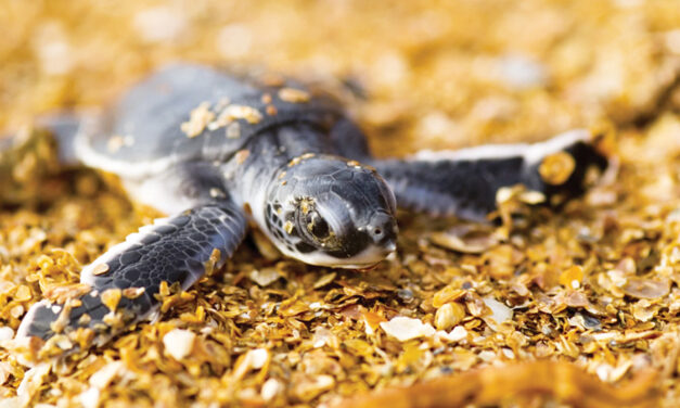 Endangered Sea Turtle  Populations Show Signs Of Recovery In Half The World